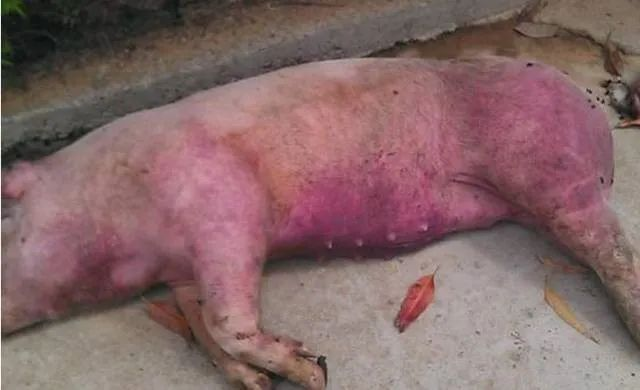 急性型附红细胞体病，猪只突然死亡