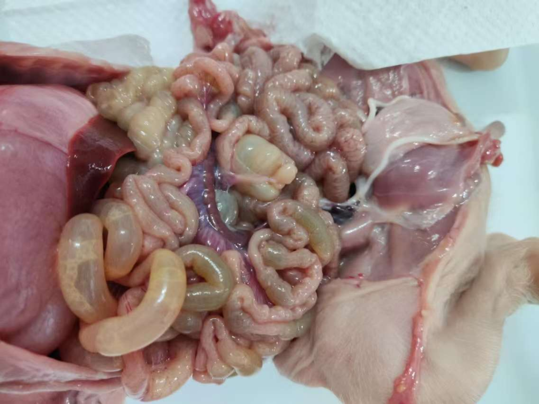 病死猪眼观剖检病变