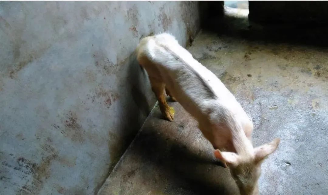 保育猪感染了圆环是什么症状？该如何防治？