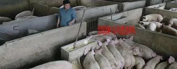 警惕！霉菌毒素——猪场健康“隐形杀手”
