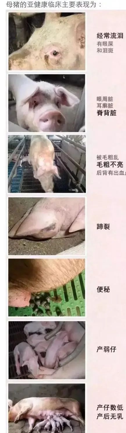 母猪眼屎泪斑