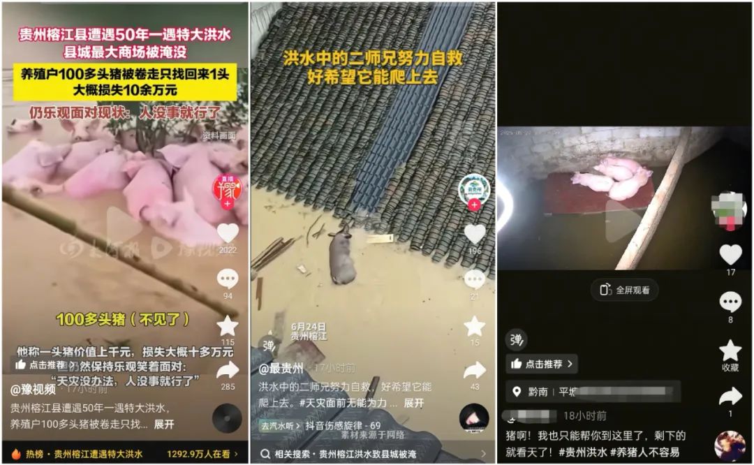 贵州多个猪场受灾