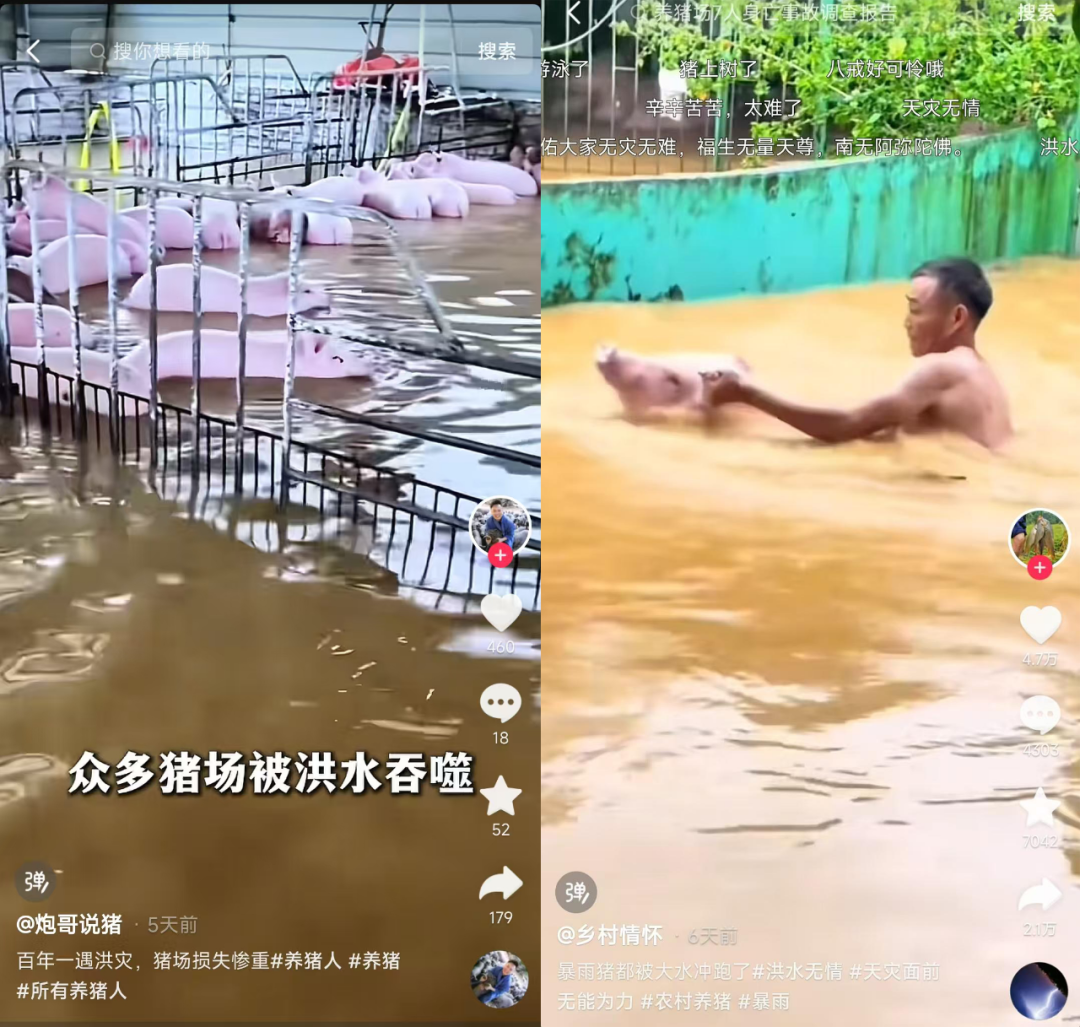 猪场被淹
