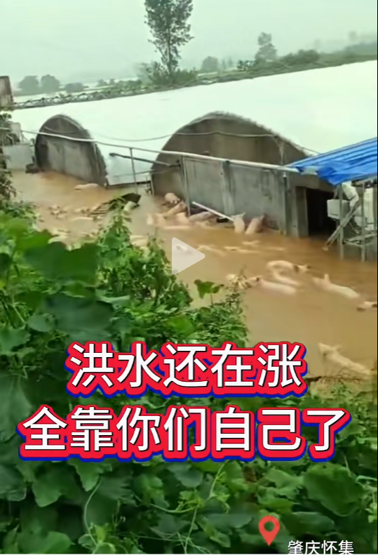 持续暴雨，养猪人要警惕这几点！管理更是要注意