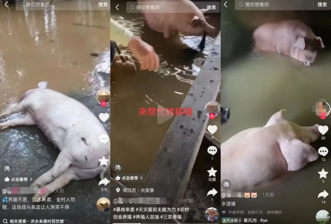 猪场被淹