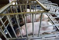 养猪不易，治疗猪病却踩7个盲点？你还在犯吗？