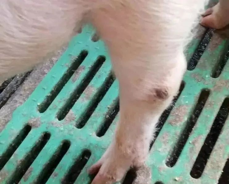 猪场关节型链球菌如何治疗？
