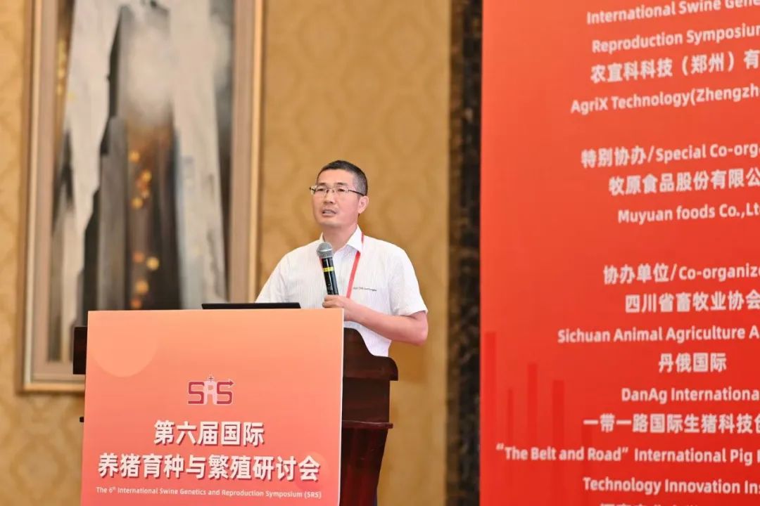 规模猪场如何突破母猪淘汰率高、激素应用混乱、配种人效低的困境？