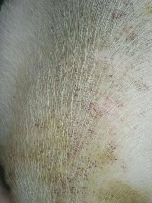 母猪泪斑死皮怎么形成的？怎么有效处理？