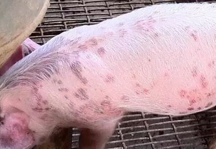 典型的猪丹毒病例，你还没看懂吗？