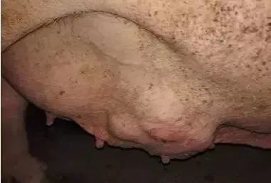 母猪乳房炎是怎么产生的？以及如何治疗？