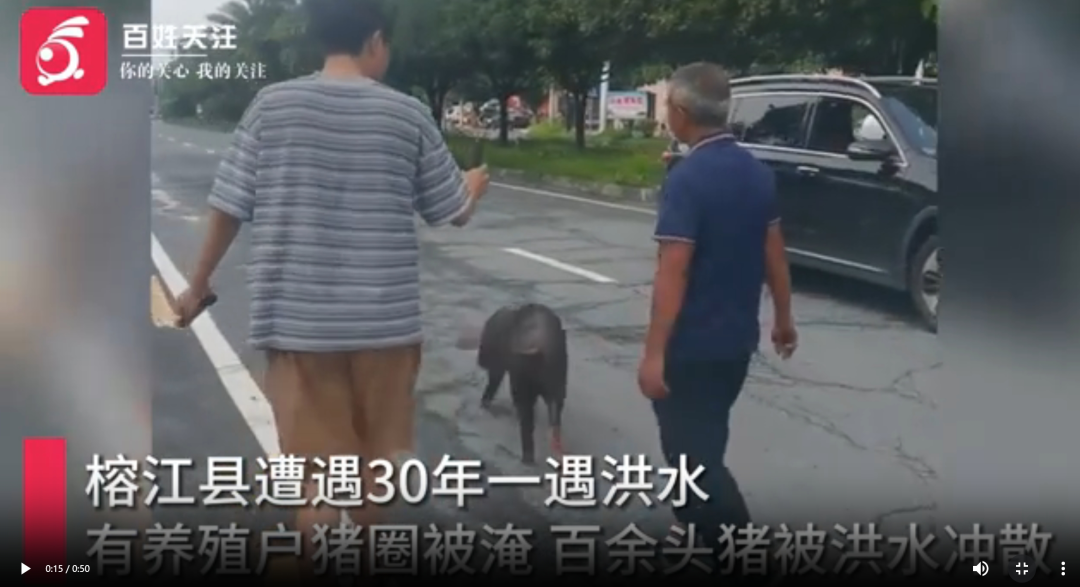洪灾侵袭多省猪场损失上百万！ 湖南200吨储备猪肉投放缓解民生压力