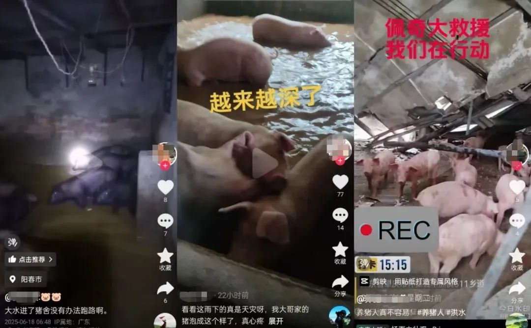 洪灾侵袭多省猪场损失上百万！ 湖南200吨储备猪肉投放缓解民生压力