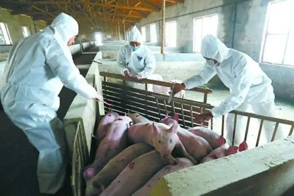 养猪用药避雷：抗生素使用四大误区大揭秘