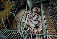 解密！规模化养猪中妊娠母猪死胎的十大“元凶”