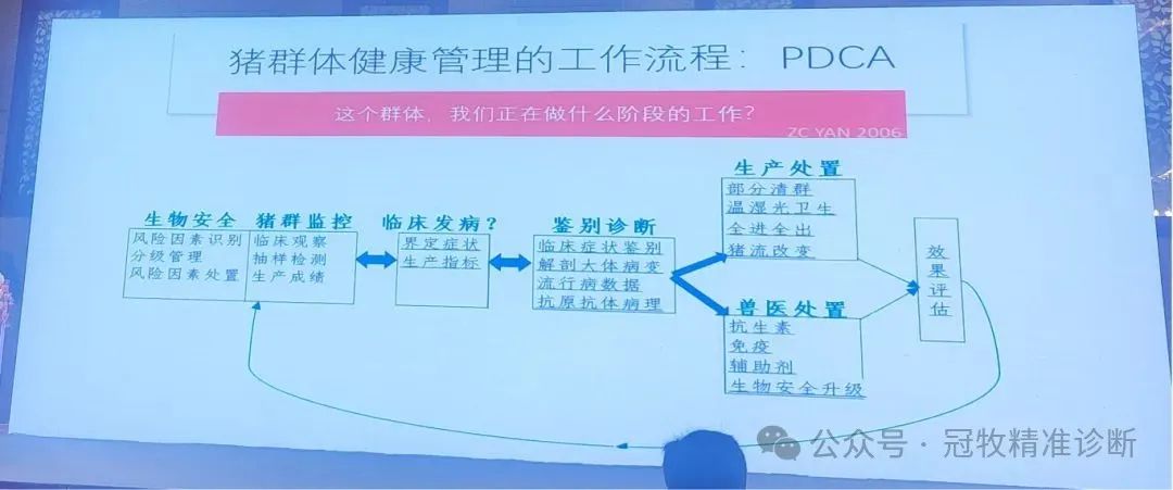 猪群健康管理的工作流程