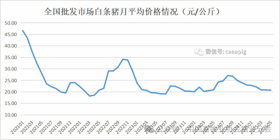 白条猪行情