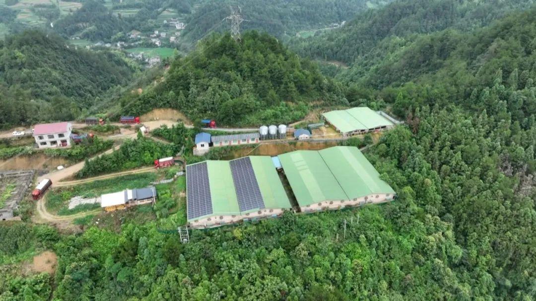 三穗长吉镇：2500头生猪出栏，养殖升级绘就乡村新“钱”景