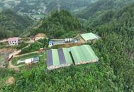 三穗长吉镇：2500头生猪出栏，养殖升级绘就乡村新“钱”景