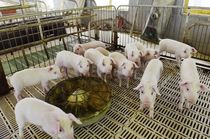 猪拉稀怎么办？白醋就能帮上忙，养猪人知道怎么用吗？