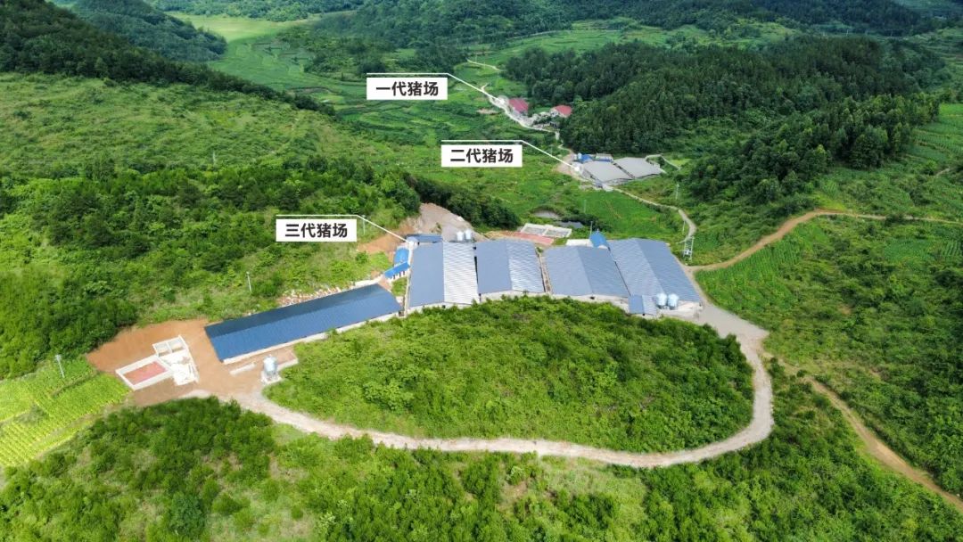八年“猪”途同行，杨光和与德康共富寨子