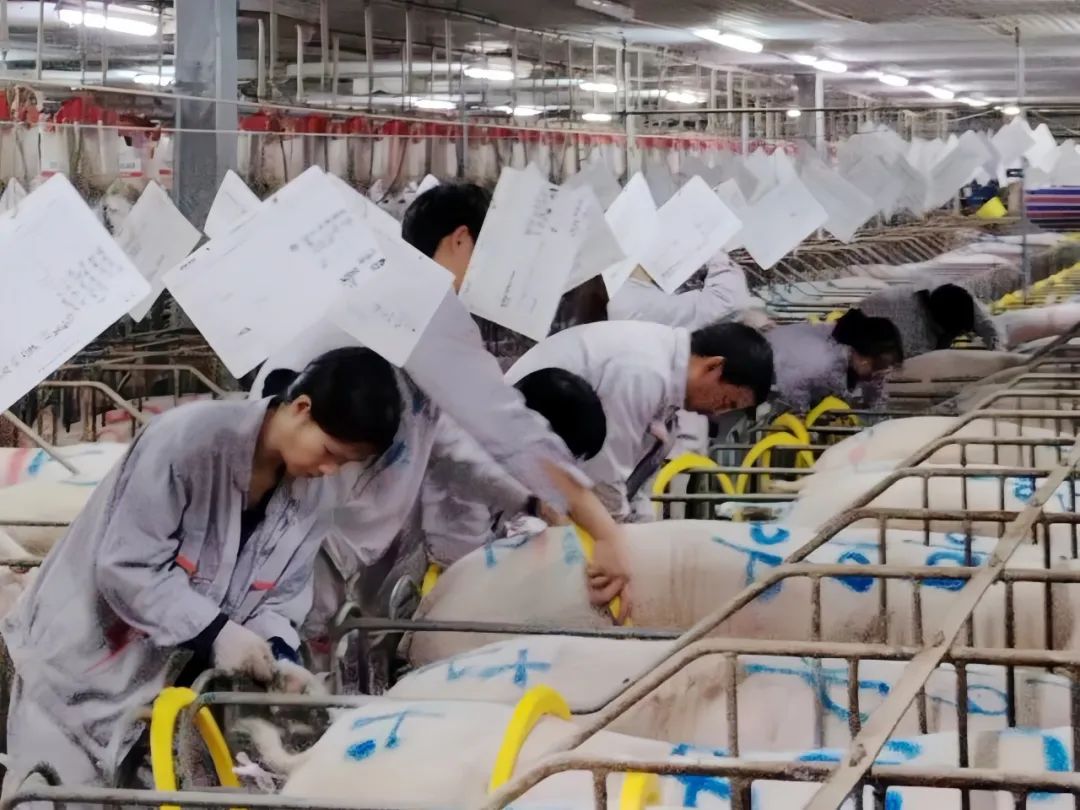 配怀舍团队配种操作现场