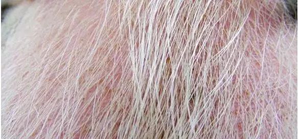 猪毛为何越来越长了？教你搞定猪毛难题