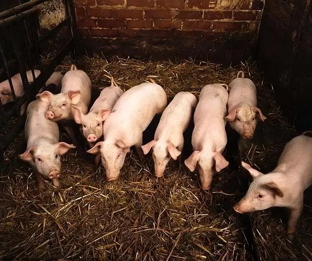 法国防控新生仔猪腹泻的做法，养猪人学起来！