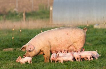 2023年12月05日全国各省市种猪价格报价表，淘汰母猪价格暴跌，能繁母猪去化在加速？
