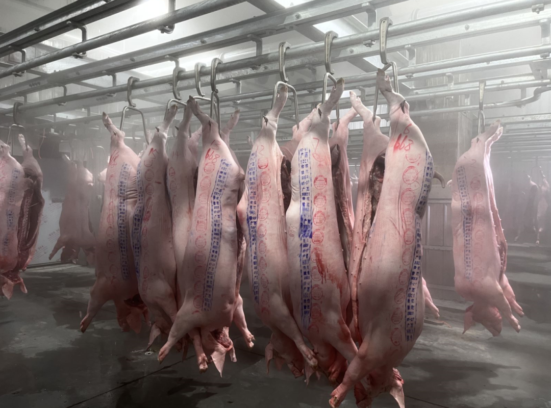 楼房猪场的猪肉品质如何？猪到底还有没有“猪肉味”？