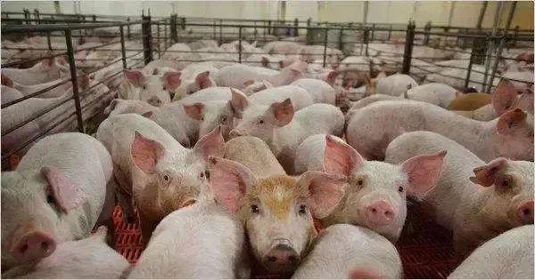 国家统计局：2023年全国猪肉产量5794万吨，生猪出栏72662万头