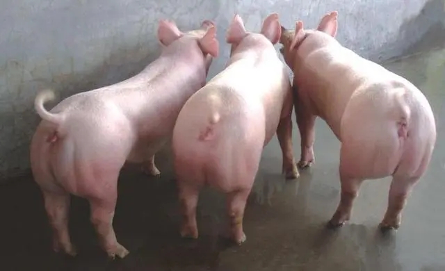 2024年02月06日全国各省市种猪价格报价表，能繁母猪存栏仍处于较高水平，但整体为下降趋势！