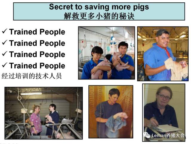 如何救活更多的猪只