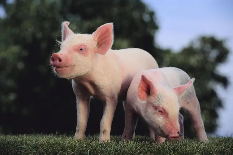 2024年1月生猪产品数据：1月末能繁母猪存栏4067万头，环比-1.8%
