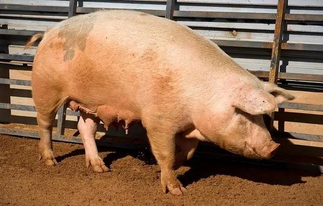 养猪新手，这些关于母猪饲养的问题，你都了解吗？