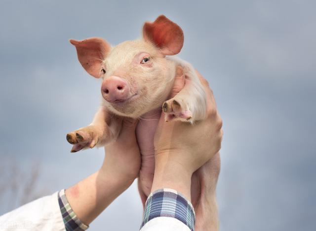 新版生猪产能调控方案落地 猪价景气度有望上升