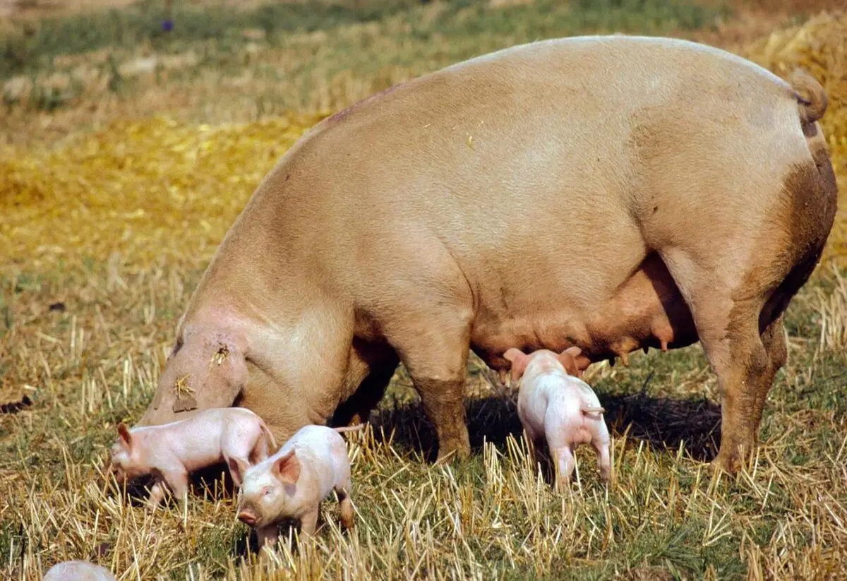如何早期发现母猪是否出现假妊娠？3个小妙招搞