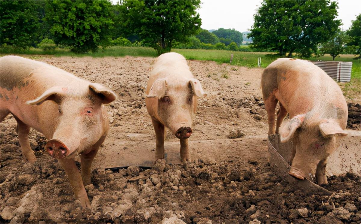 猪厌食不可忽视，搞不好整个猪场都要遭殃！