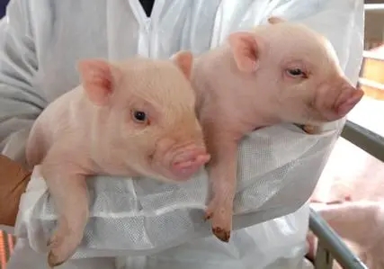 弱仔对养猪生产的危害有哪些？弱仔如何避免？