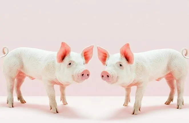 详细解说来啦！关于《生猪产能调控实施方案（2024年修订）》的一些思考