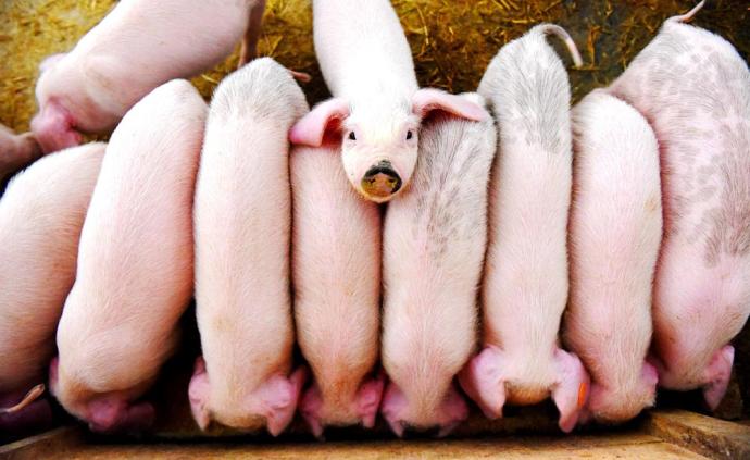 春季多发猪病流行特征及防控措施