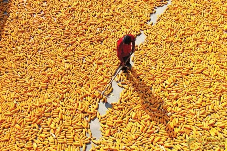 3月份世界玉米供需数据分析：种植面积和产量较上年度双增