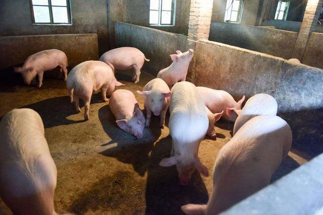 生猪产能正式下调至3900万头，为什么要下调？今年猪价“拐点”依然不明朗？