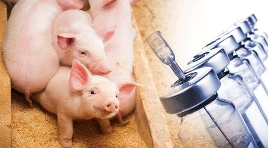 猪发生疫苗过敏反应怎么处理？治疗方法在文末