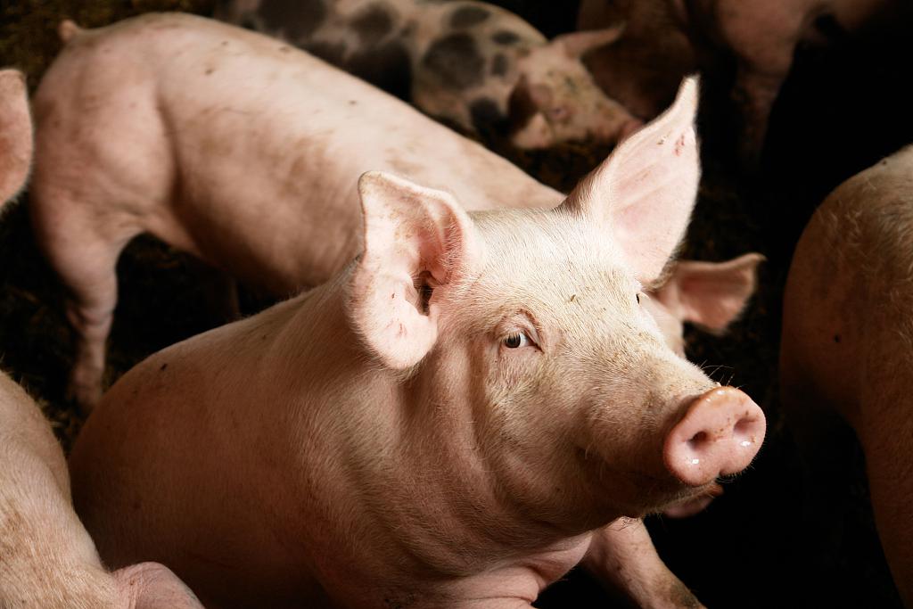 猪价涨势反扑，南北市场“一片红”，咋又缺猪了？上涨或难以持续？