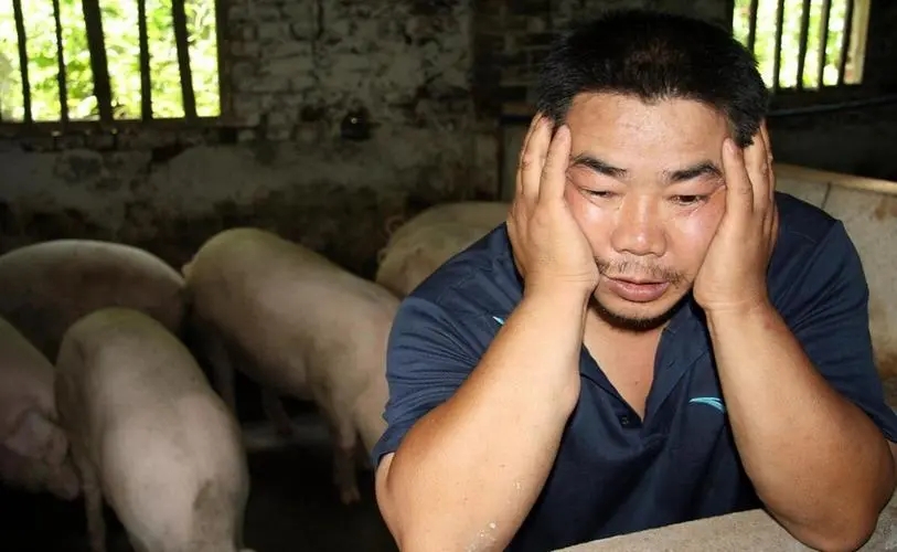 家庭农场式养猪场普遍存在六大致命弱点，值得反思！