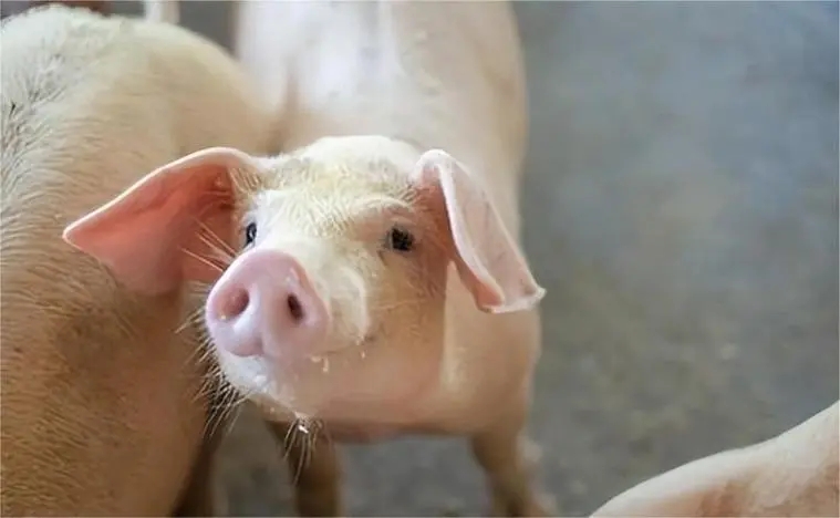 猪病诊断方式有很多，关于药物诊断，你了解多少？