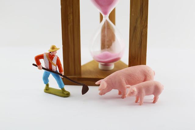 仔猪连涨8周至30.44元/公斤，猪价惯性回落至14.66元/公斤！后市行情会如何