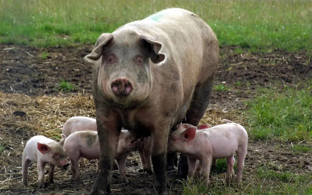 母猪产后如何进行正确的保健消炎？可以从这两个方面入手