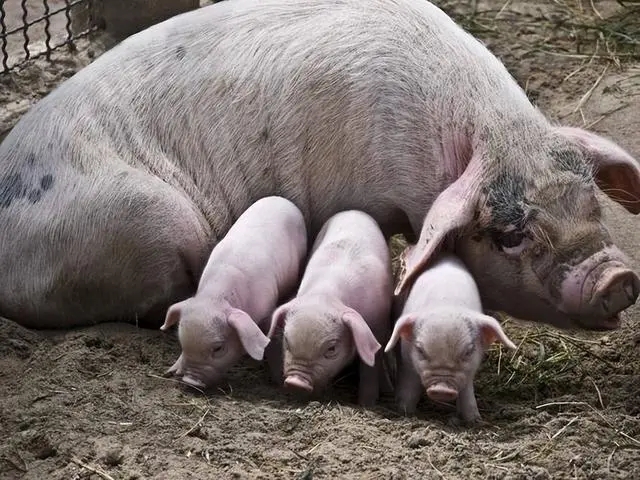 母猪分娩久久不见仔猪，什么原因导致母猪产程长呢?